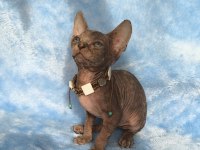 Kedimiz Naked Beauty Sphynx Cattery
