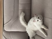 ANGORA KEDİSİNE ACİL YUVA