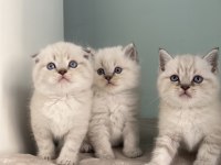 British Longhair Scottish Fold British Erkekler