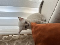 Safkan british blue Point yavrular