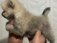A kalite pomeranian boo