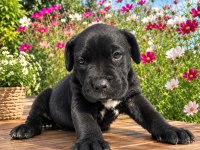 CANE CORSO ÖZEL SİYAH BRİNDLE RENK ERKEK YAVRU