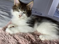SAFKAN YURT DIŞI MAINE COON YAVRULARI
