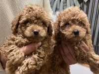 Safkan Toy Poodle