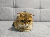 Scottish fold kedimiz Bademi ücretsiz sahiplendiriyoruz