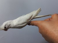 Evcil albino sultan papağanı