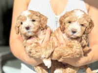 Maltipoo Prensesler