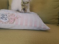 Blue point british shorthair yavrular