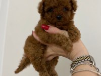TEACUP TOY POODLE