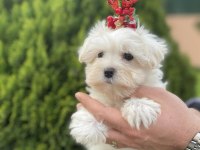 Orjinal Maltese Bebeklerimiz
