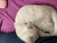 Scottish fold yavru