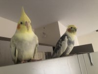 2 yaşında erkek sultan papağanı