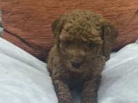BEBEK KÖPEKLERİM SİZ YENİ AİLESİYLE TANIŞMAYA HAZIR