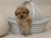Orjinal 0 numara Toy poodle Yavrularımız