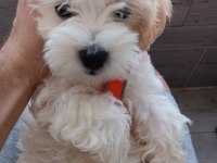 Yavru Dişi Maltese Terrier