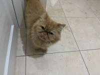 Dünyalar tatlısı iran kedisi Poffy