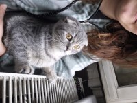 Scottish fold erkek kedimi veriyorum