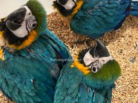 BEBEK MACAWLAR