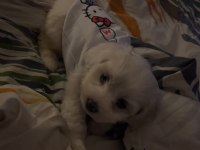 Beyaz Saf Maltipoo