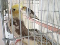 Kocaeli Gölcük Sultan Papağanı