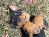 Rottweiler yavrularımız