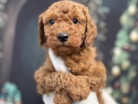 Orijinal Toy Poodle Teddy Bear Face