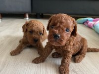 Kore erkek toy poodle bebekler