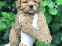 POODLE AYARINDA MALTİPOO BEBEKLER