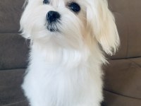 SAFKAN KORE DİŞİ TEACUP MALTESE 1.650 kg