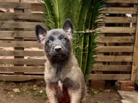 Belçika Malinois Yavruları