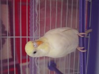 Lutino Muhabbet Kuşu