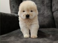 Çin aslanı yavru köpeğimiz