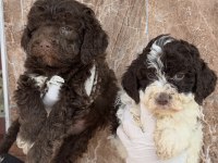 Portekiz su köpeği çok şirin yavrular 