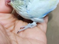 Görsel şölen turkuaz erkek cep papağanı