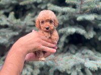 Sağlık garantili maltipoo yavrumuz