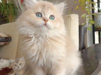 Ay12 dişi british longhair