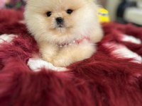 Mini Boy Ayıcık Pomeranian Boo