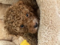 2 AYLIK YAVRU TOY POODLE