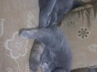 1 yaşında kedilerimiz sahiplendirilecektir