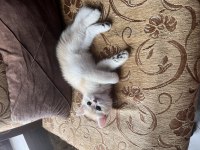 Saf Kan Golden British Shorthair Yavrular (Wcf Kayıtlı)