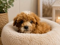 Maltipoo Yavrular Orijinal Ev Doğumlu