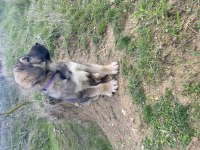Saf Kangal yavrusu