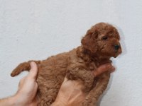 Toy poodle yavruları