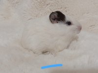 Guinea Pig Bebekler