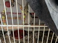 Yavru Grey Sultan Papağanlar Sahiplenmek İstiyor