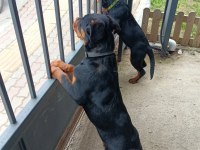 İkiside 4 Aylık Dişi Rottweiler Bilgi İçin Lütfen Whatsapp