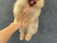 Pomeranian orjinal köpekler