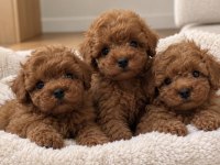 Tatlı Mı Tatlı Poodle Yavruları