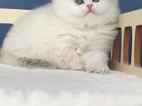 Pamuk Şeker Silver British Longhair 