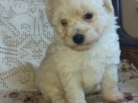 Maltipoo yavrularımız ailelerine kavuşmayı bekliyor